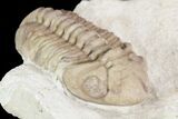 Detailed, Long Kainops Trilobite - Oklahoma #95683-6